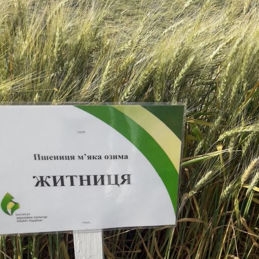 Семена озимой пшеницы ЖИТНИЦА ОДЕССКАЯ, ЭЛИТА 