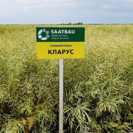 Семена озимого рапса Кларус