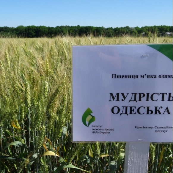 Семена озимой пшеницы МУДРОСТЬ ОДЕССКАЯ, первая репродукция