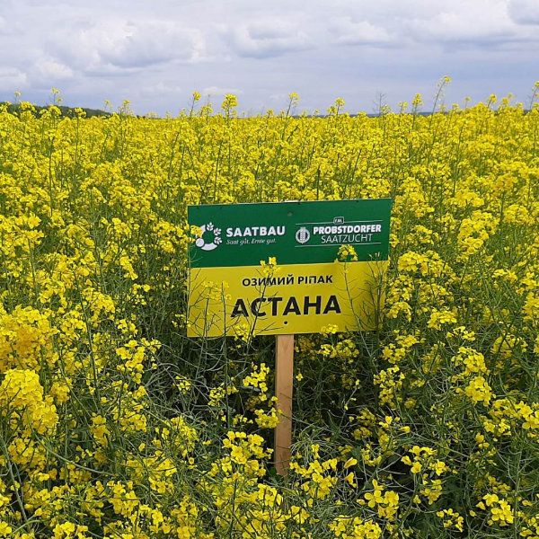 Насіння озимого ріпаку Астана Насіння озимого ріпаку Астана