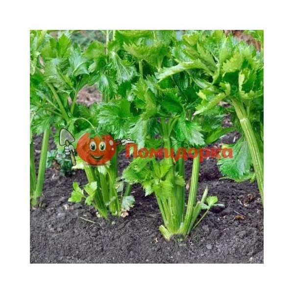 Сельдерей черешковый КЕЛВИН | KELVIN Rijk Zwaan, Фасовка - 10 000 семян