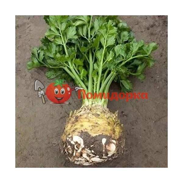 Сельдерей черешковый СТЕТХЕМ | STETHAM Rijk Zwaan, Фасовка - 10 000 семян