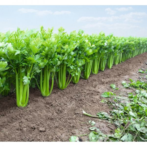 Сельдерей черешковый ТАНГО F1 | TANGO F1 Bejo, Фасовка - 10 000 семян