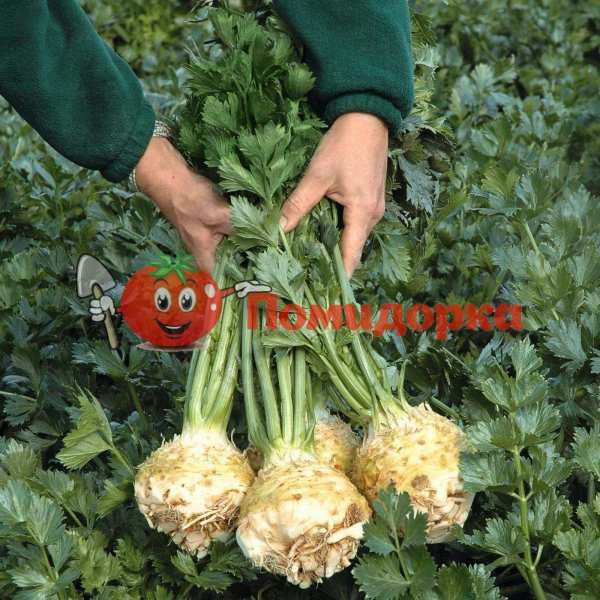 Сельдерей корневой БАЛЕНА F1 | BALENA F1 Bejo, Фасовка - 10 000 семян