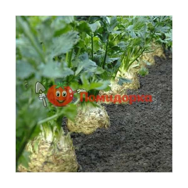 Сельдерей корневой ДИАМАНТ F1 | DIAMANT F1 Bejo, Фасовка - 10 000 семян