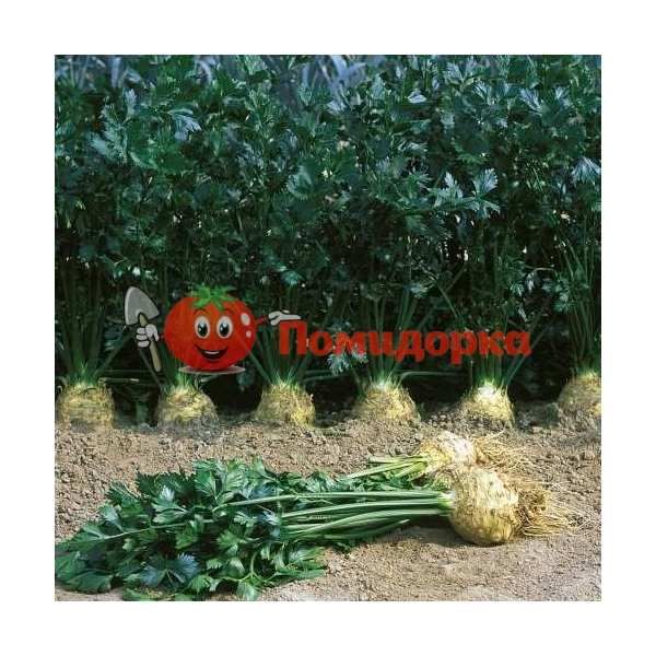 Сельдерей корневой ИЛОНА F1 | ILONA F1 Bejo, Фасовка - 10 000 семян