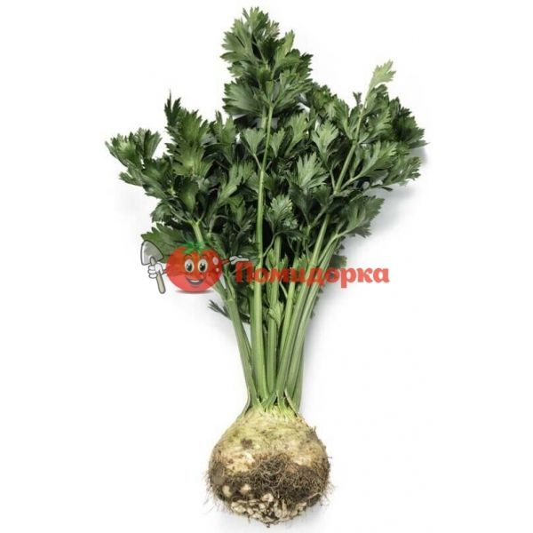 Сельдерей МЕРГА | MERGA Rijk Zwaan, Фасовка - 10 000 семян