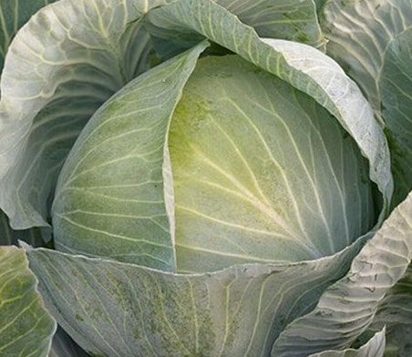 Капуста белокочанная позднеспелая Кеплер F1, 2500 шт. семян, 130-135 дней (Syngenta)