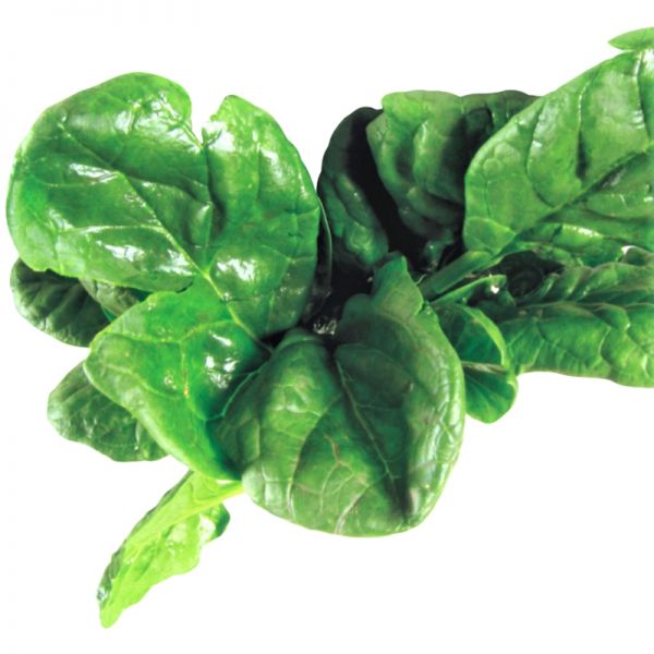 Шпинат ЭЛЬ ФОРТЕ F1 | EL FORTE F1 Syngenta, Фасовка - 100 000 семян