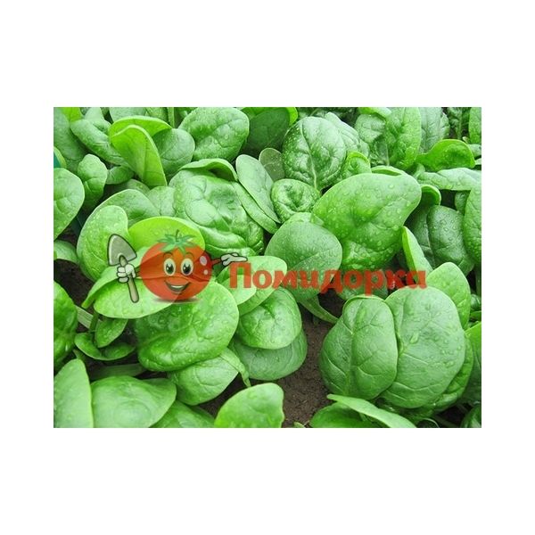 Шпинат ГНУ F1 | GNU F1 Rijk Zwaan, Фасовка - 1 000 000 семян