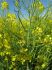 Семена озимого рапса Шрек 