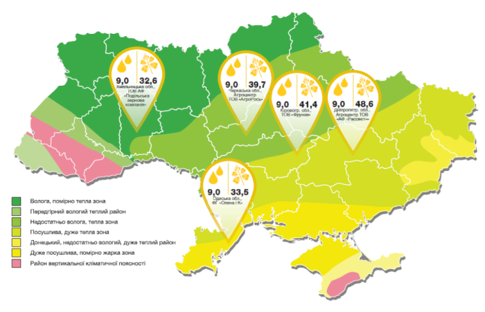 Насіння озимого ріпаку СИ Савео (SY SAVEO)