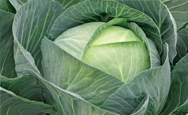 Капуста белокочанная позднеспелая Сторидор F1, 2500 шт. семян, 130-135 дней (Syngenta)