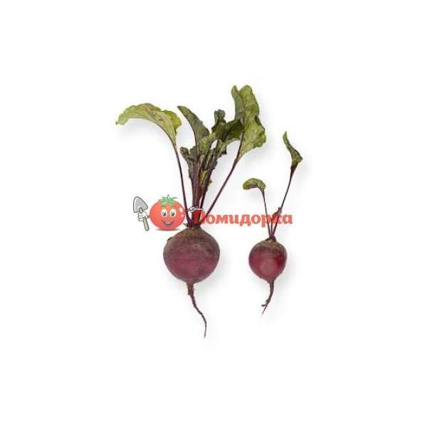 Свекла БЕБИБИТ | BABYBEAT Rijk Zwaan PR (калибр 2.75-3.50), Фасовка - 25 000 семян