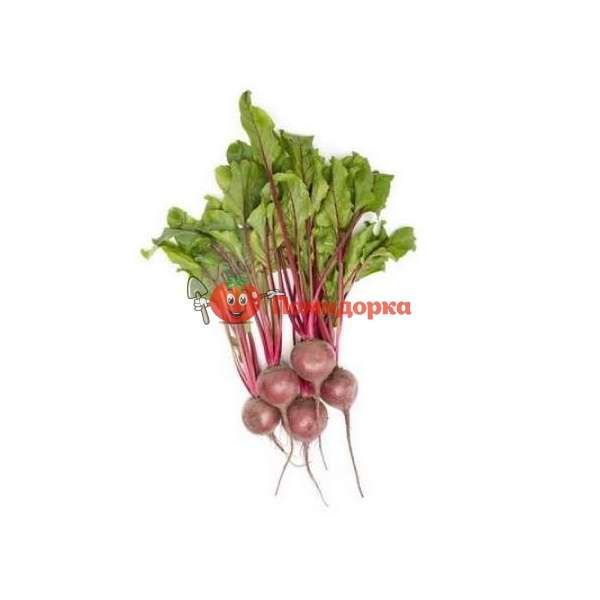 Свекла БЕТТИ | BETTY Rijk Zwaan PR (калибр 3.0-3.5), Фасовка - 25 000 семян