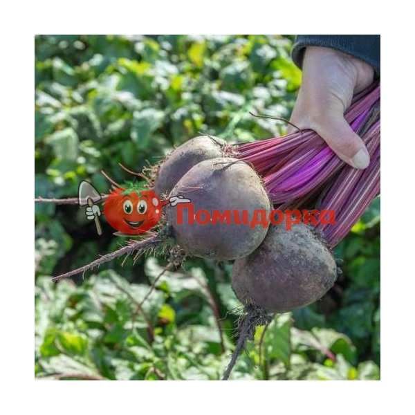 Свекла БЕТTОЛЛО F1 | BETTOLLO F1 Bejo, Фасовка - 50 000 семян