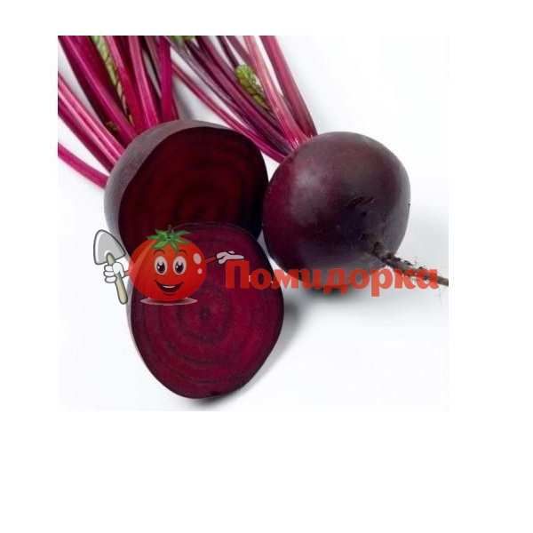 Свекла БИКОРЕС F1 | BIKORES F1 Bejo, Фасовка - 50 000 семян