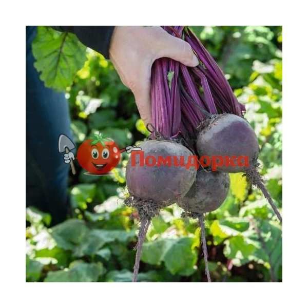 Свекла БОХАН F1 | BOHAN F1 Bejo, Фасовка - 50 000 семян