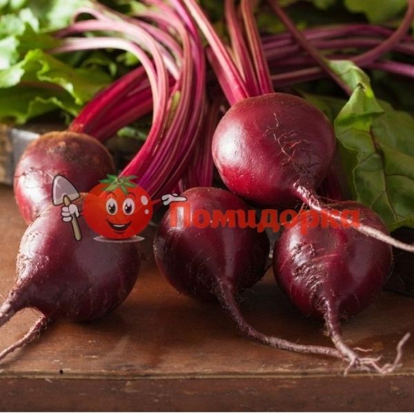 Свекла БОНЕЛ F1 | BONEL F1 Hazera, Фасовка - 10 кг