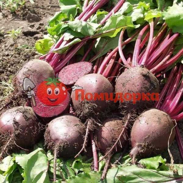 Свекла БОРО F1 | BORO F1 Bejo, Фасовка - 50 000 семян