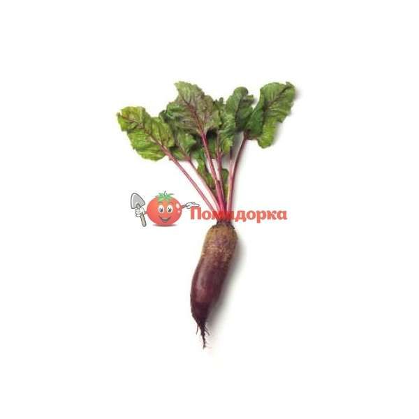 Свекла КАРИЛОН | CARILLON Rijk Zwaan PR (калибр 3.5-4.25), Фасовка - 25 000 семян