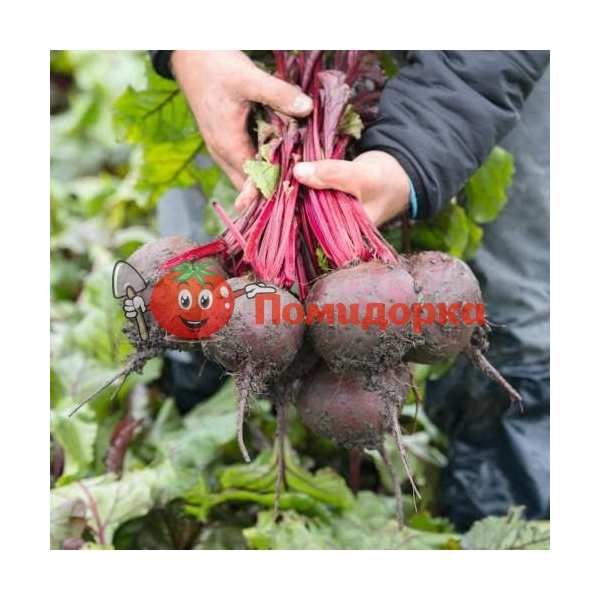 Свекла МАНЗУ F1 | MANZU F1 Bejo, Фасовка - 50 000 семян