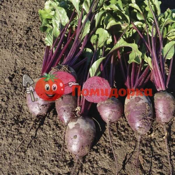 Свекла МОНТИ F1 | MONTI F1 Rijk Zwaan PR (калибр 3.5-4.25), Фасовка - 50 000 семян