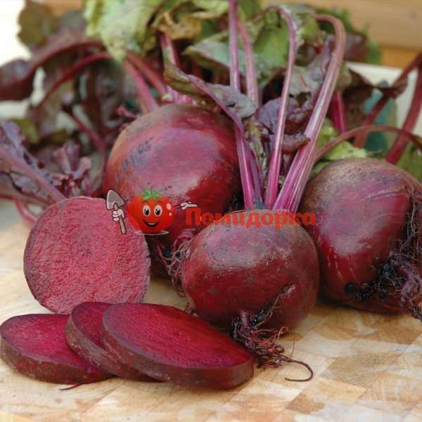 Свекла НОБОЛ | NOBOL Clausе, Фасовка - 250 грамм