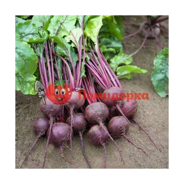 Свекла РОНДА F1 | RHONDA F1 Bejo, Фасовка - 50 000 семян