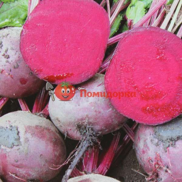 Свекла ЗЕПО F1 | ZEPPO F1 Rijk Zwaan PR (калибр 2.75-3.5), Фасовка - 1 гр