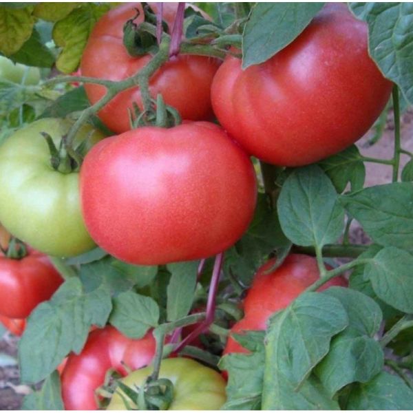 Томат Афен F1 | Afen F1 Clause, Фасовка - 1000 семян