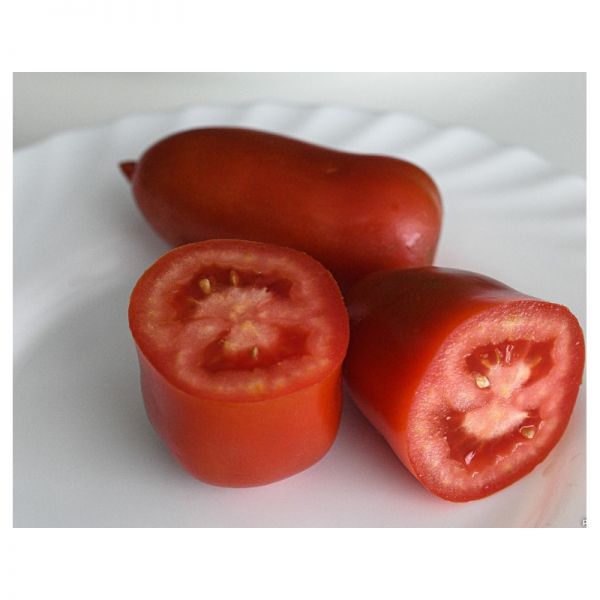 Томат Айдар F1 | Aydar F1 Clause, Фасовка - 1000 семян