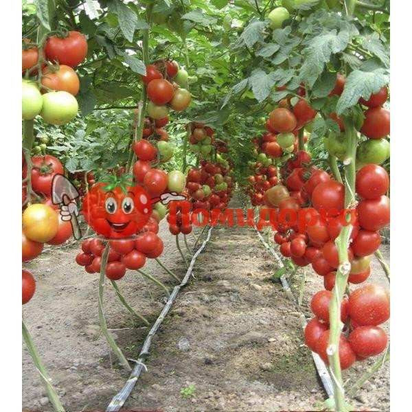 Томат АЙВЕНГО F1 | IVANHOE F1 Rijk Zwaan, Фасовка - 100 семян