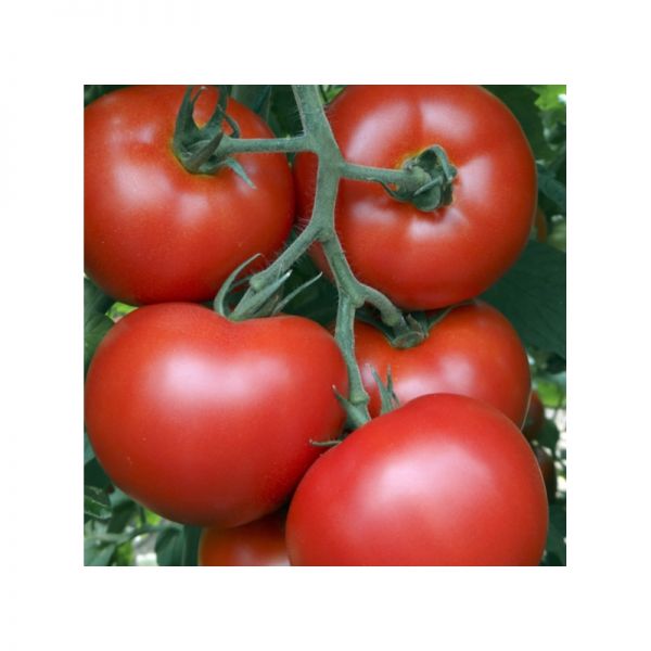 Томат Акела F1 | Acela F1 Clause, Фасовка - 1 шт