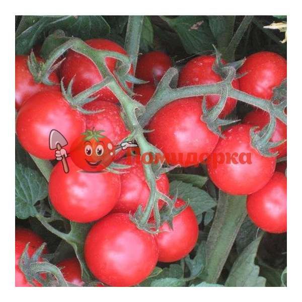 Томат АХИКО F1| ACHICO F1 Seminis, Фасовка - 1000 семян