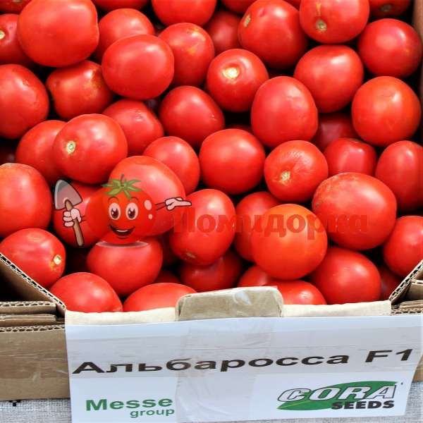 Томат АЛБАРОСО F1 | ALBAROSSO F1 Seminis, Фасовка - 1000 семян