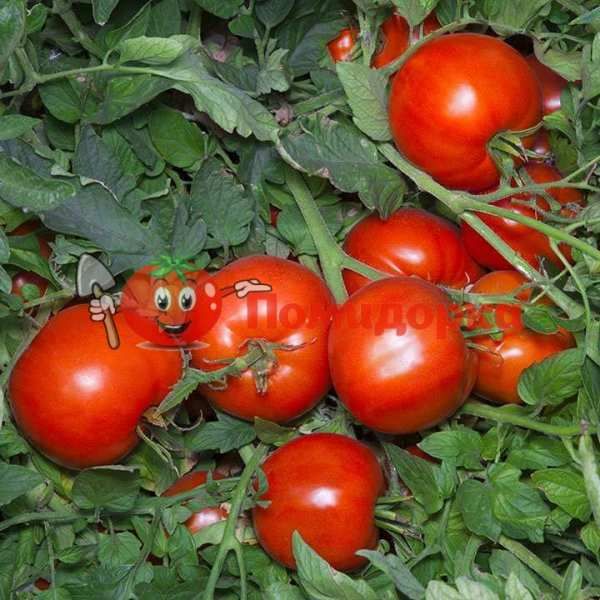 Томат АНИТА F1 | ANITA F1 Kitano, Фасовка - 1000 семян