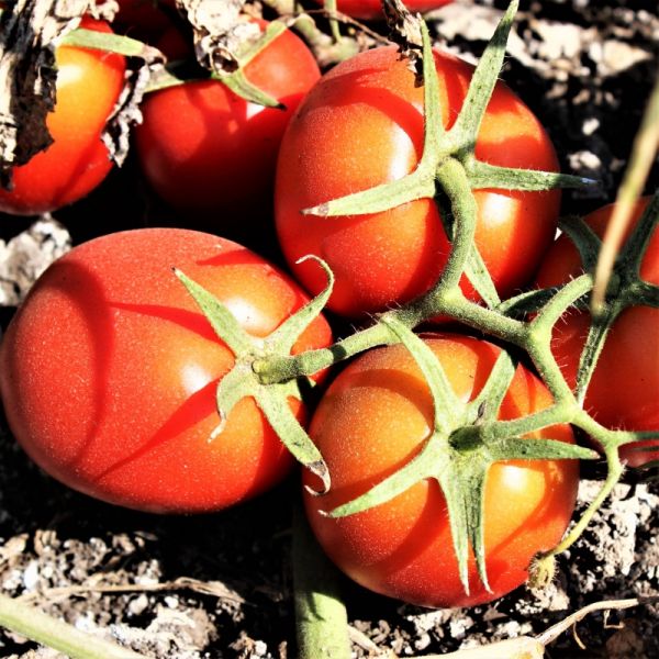 Томат АСТЕРИКС F1 | ASTERIKS F1 Syngenta, Фасовка - 25 000 семян