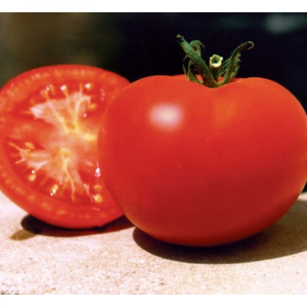 Томат Багира F1 | Bagira F1 Clause, Фасовка - 1 гр