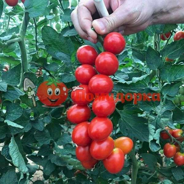 Томат БАГЛИОР F1 | BAGLIOR F1 Seminis, Фасовка - 1000 семян