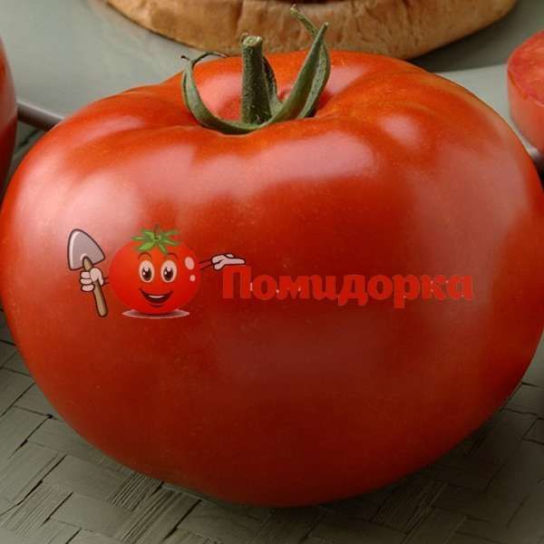 Томат БИГ БИФ F1| BIG BIF Seminis, Фасовка - 250 семян