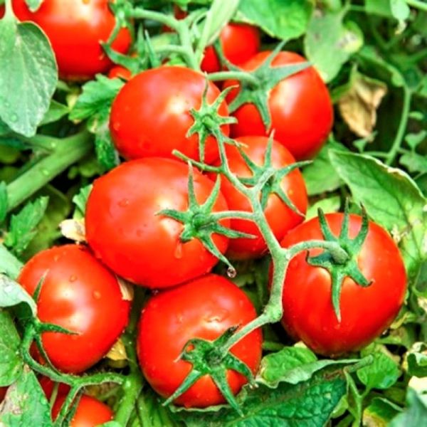 Томат ЧИБЛИ F1 | CHIBLI F1 Syngenta, Фасовка - 2500 семян