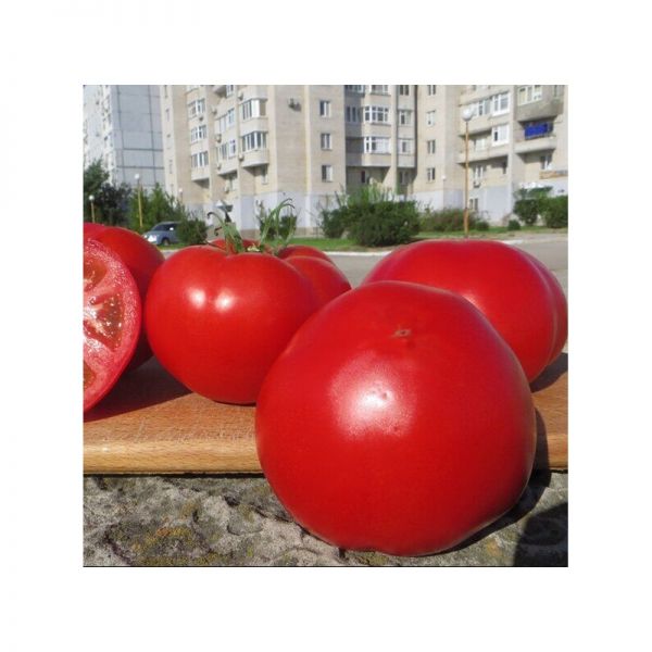 Томат Чимган F1 | Chimgan F1 Clause, Фасовка - 1000 семян