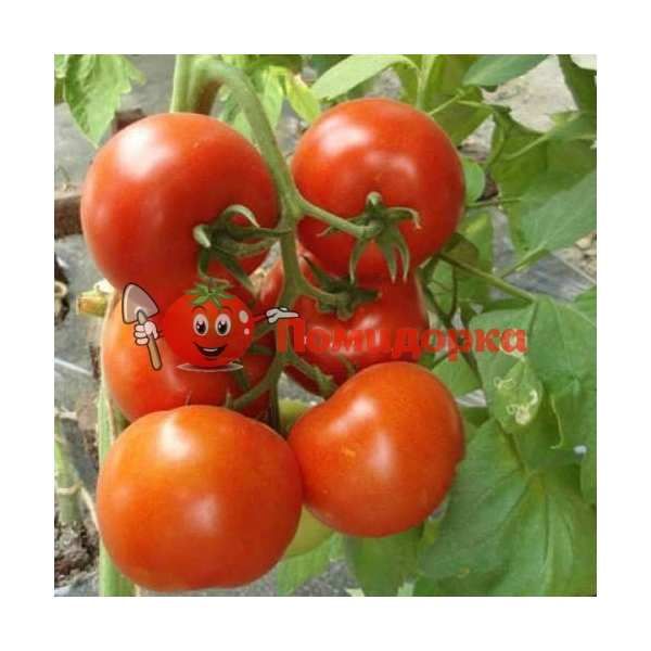 Томат ЧИНТО F1 | CINTO F1 Rijk Zwaan, Фасовка - 100 семян