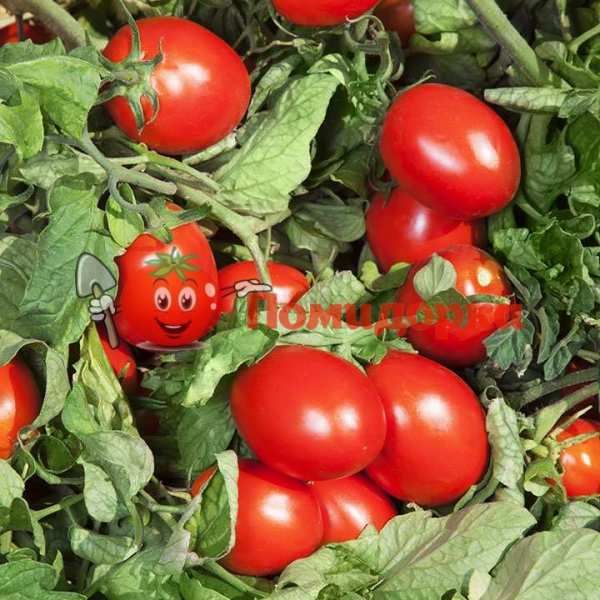 Томат ДЕРИКА F1 ( KS 720 F1) | DERIKA F1 ( KS 720 F1) Kitano, Фасовка - 10 000 семян