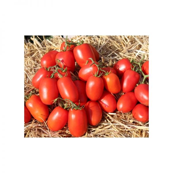 Томат Дино F1 | Dino F1 Clause, Фасовка - 5000 семян