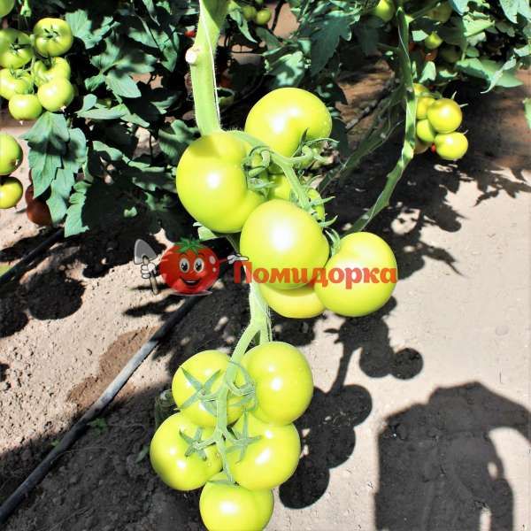 Томат ДОФУ F1 | DOUFU F1 Rijk Zwaan, Фасовка - 100 семян