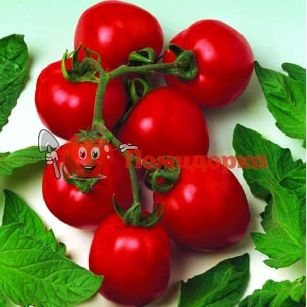 Томат ДУАЛ ЭРЛИ F1 | DUAL ERLI Seminis, Фасовка - 1000 семян