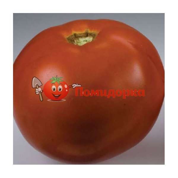 Томат ФЛОРИДА F1| FLORIDA F1 Seminis, Фасовка - 1000 семян