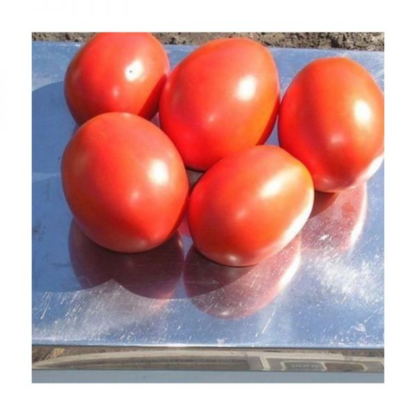 Томат ФОРСАЖ F1 | FORSAJ F1 Clause, Фасовка - 5000 семян